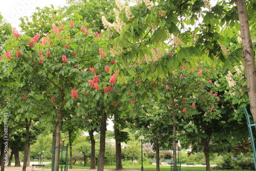 シャンゼリゼ通りに咲くマロニエの木々