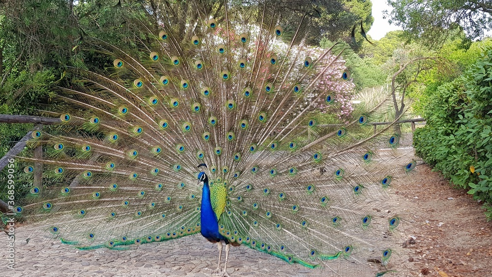 Obraz premium peacock with feathers out