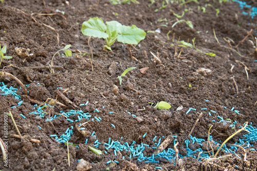 Snail insecticide. Blue poison to protect the plants photo