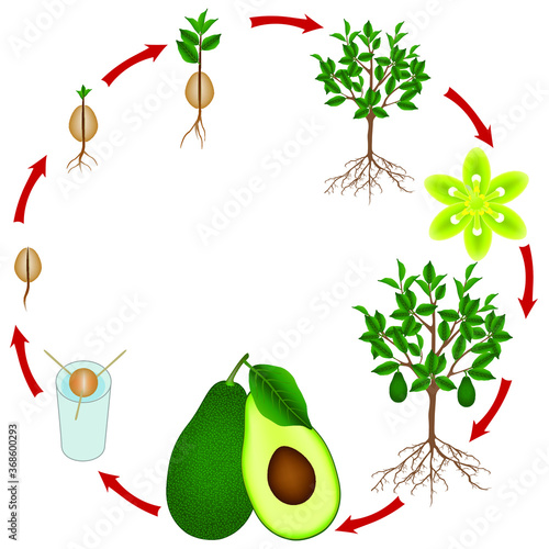 Life cycle of an avocado tree on a white background.