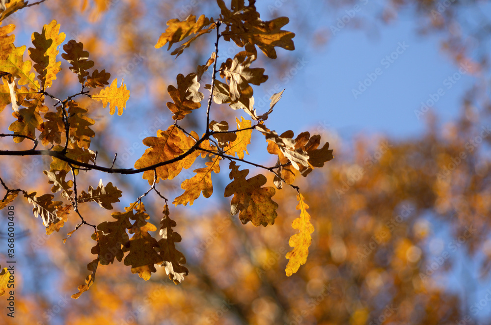 Oak branch with autumn leaves in the background with beautiful bokeh and blue sky Oak branch with autumn leaves in the background with beautiful bokeh and blue sky