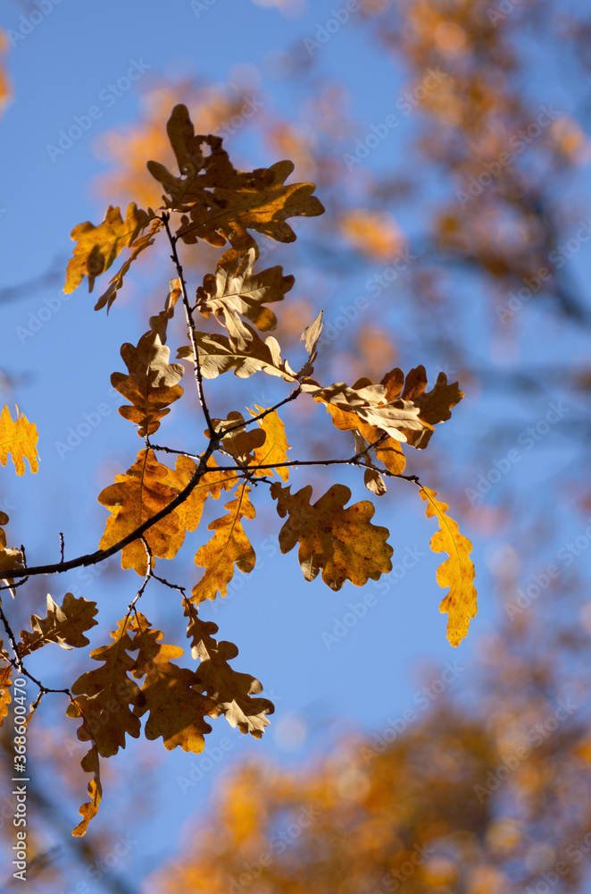 Autumn time oak leaves on a branch against the blue sky vertical orientation Autumn time oak leaves on a branch against the blue sky vertical orientation