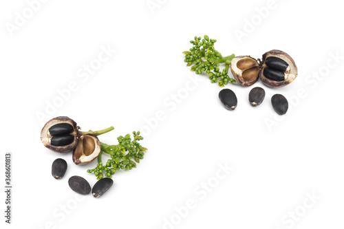 Physic Nut,Jatropha curcas isolated on white background.	
The fruit and seeds contain hydrogen cyanide (HCN). Jatropha seeds contain a toxic substance called curcin. photo