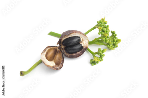 Physic Nut,Jatropha curcas isolated on white background.	
The fruit and seeds contain hydrogen cyanide (HCN). Jatropha seeds contain a toxic substance called curcin. photo