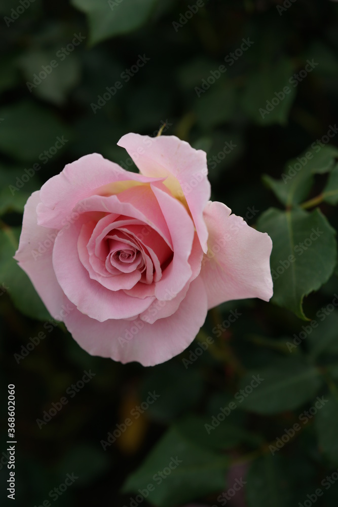 Faint Pink Flower of Rose 'Pink French Lace' in Full Bloom
Faint Pink Flower of Rose 'Pink French Lace' in Full Bloom