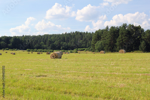 bales of hay in a field on the green grass against the background of the forest