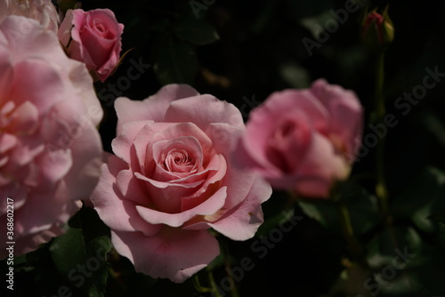 Faint Pink Flower of Rose 'Pink French Lace' in Full Bloom 
