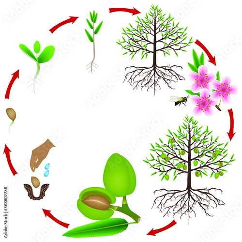 Life cycle of an almond tree on a white background.