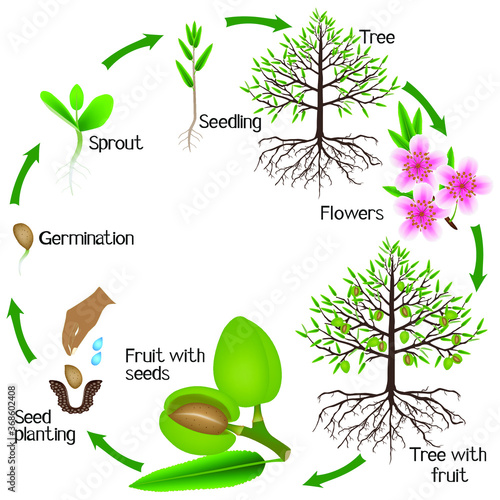 Cycle of almond tree growth on a white background.