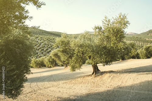 Olive plantation in Jaén, summer, with green olives.