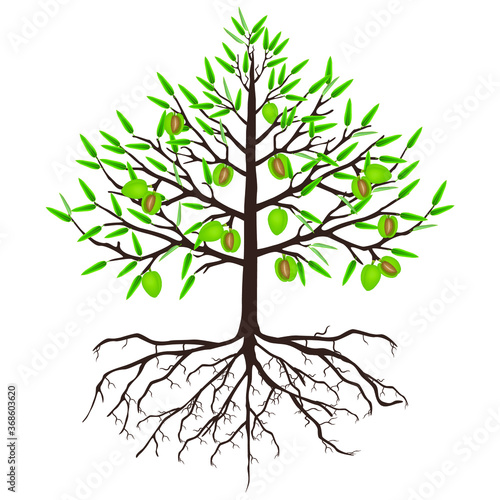 A tree of almonds with fruits and roots on a white background.