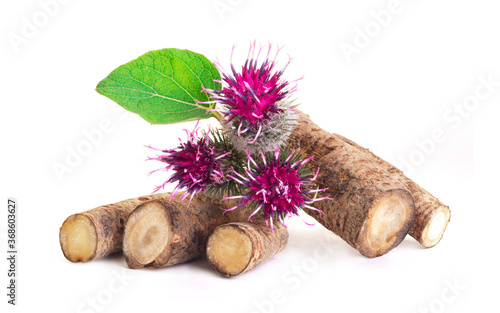 Tableau sur toile Burdock roots isolated white background