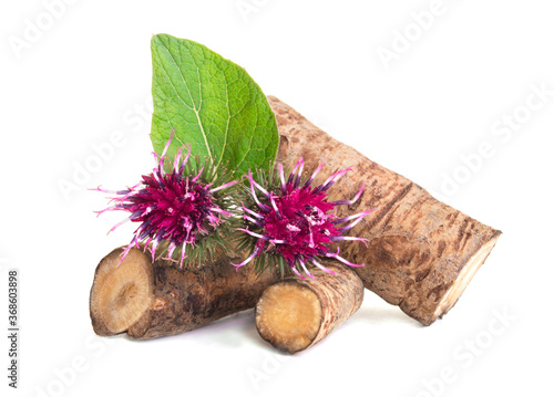 Burdock roots isolated white background. Prickly heads of burdock flowers on a white background. Treatment plant. Isolated on white