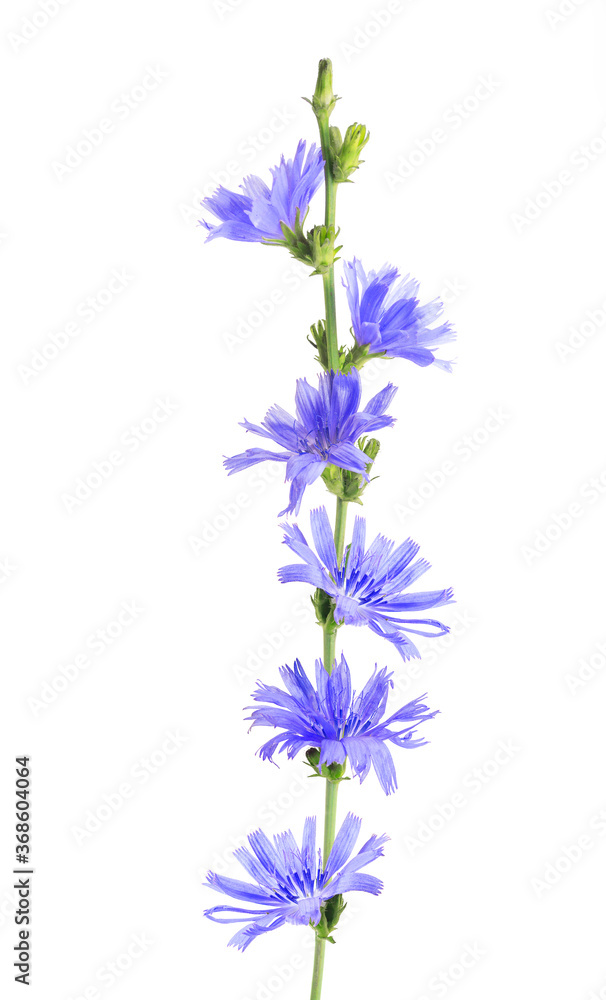 Cichorium intybus - common chicory flowers isolated on the white background. Medicinal herbs. Coffee alternative. Common chicory or Cichorium intybus flowers. Isolated on white.