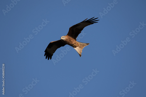 Red Kite over Oxfordshire, UK