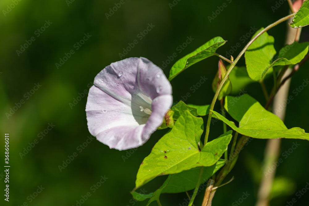 Wild meadow flowers on green background Wild meadow flowers on green background