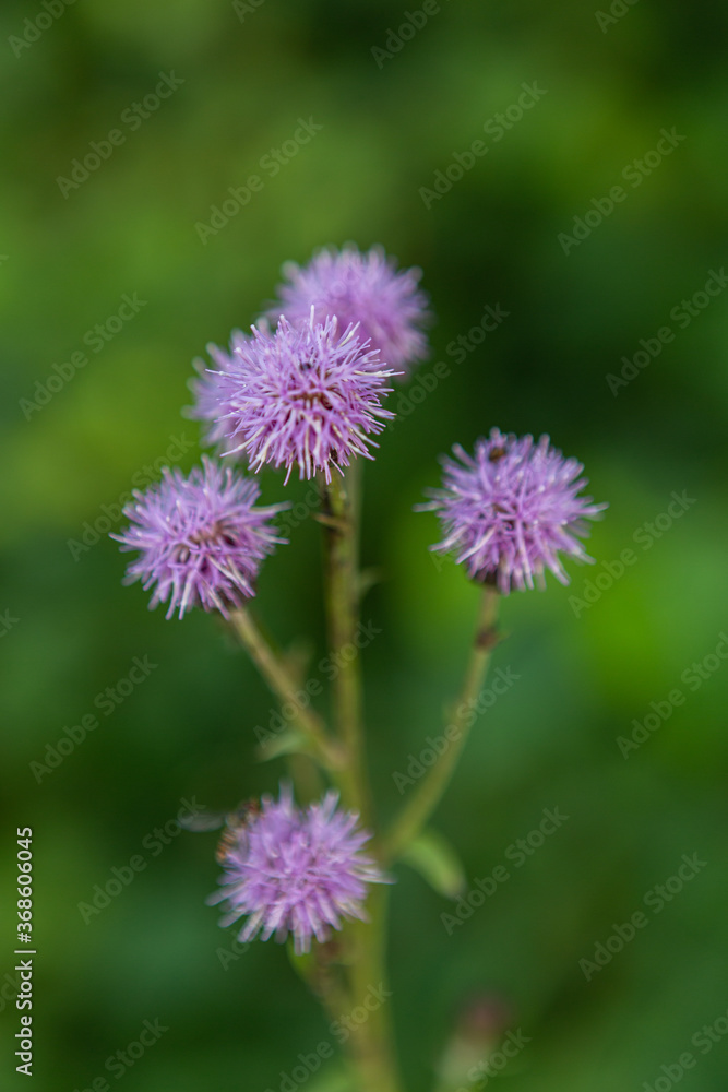 Wild meadow flowers on green background Wild meadow flowers on green background