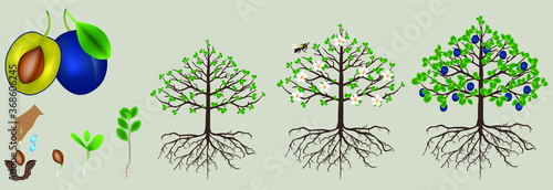 Cycle of plum plant growth isolated on white background.