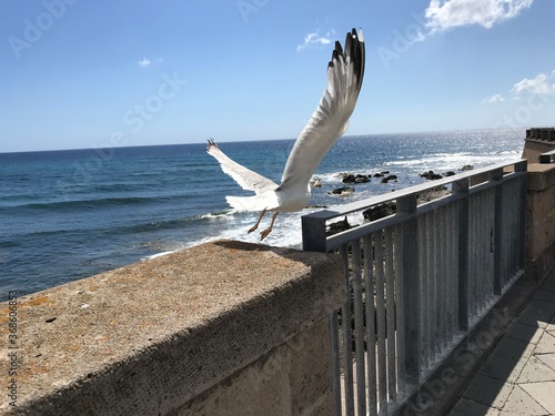 seagull in alghero, sardinia, italy