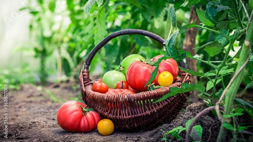 Tomatoes on ground in greenhouse in summer