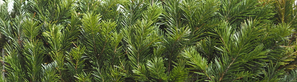 New Year greeting card.Green background of fir branches. New Year greeting card.Green background of fir branches.