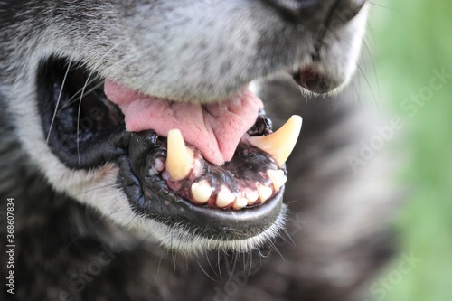 alter Deutscher Schäferhund mit grauer Schnauze