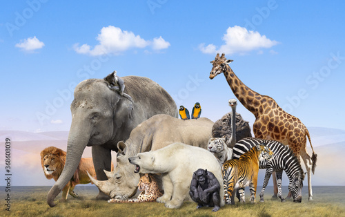 Fototapeta Naklejka Na Ścianę i Meble -  Wild animals group on blue sky background
