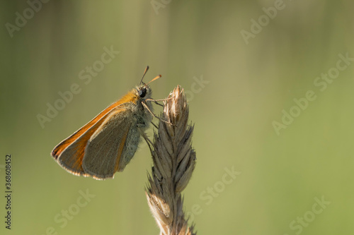 Butterfly on a stem