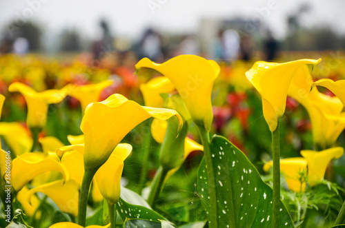 Yellow Zantedeschia aethiopica or Calla Lily in the garden.