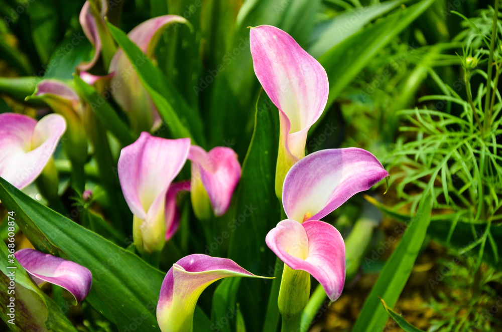 Red Zantedeschia aethiopica or Calla Lily in the garden. Red Zantedeschia aethiopica or Calla Lily in the garden.