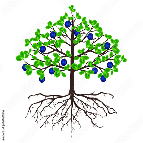 A plum tree with fruits and roots on a white background.