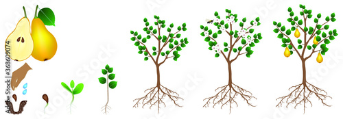 The pear growth cycle is isolated on a white background.