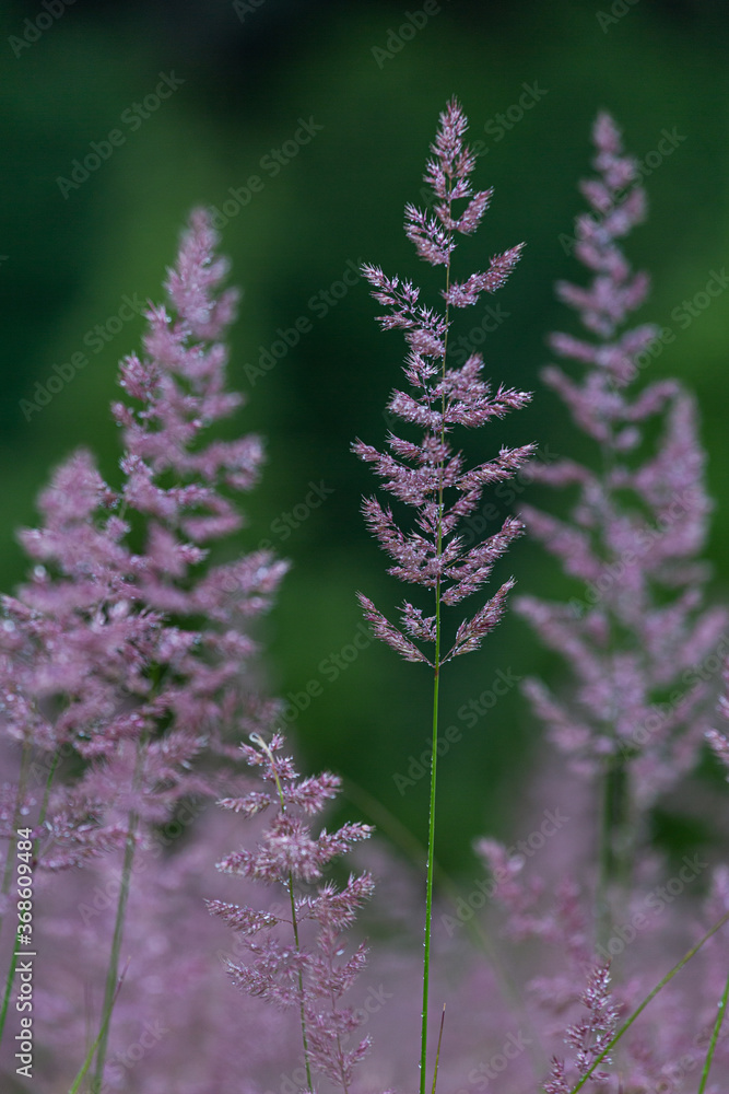 Obraz premium Wild grass in the forest on green background