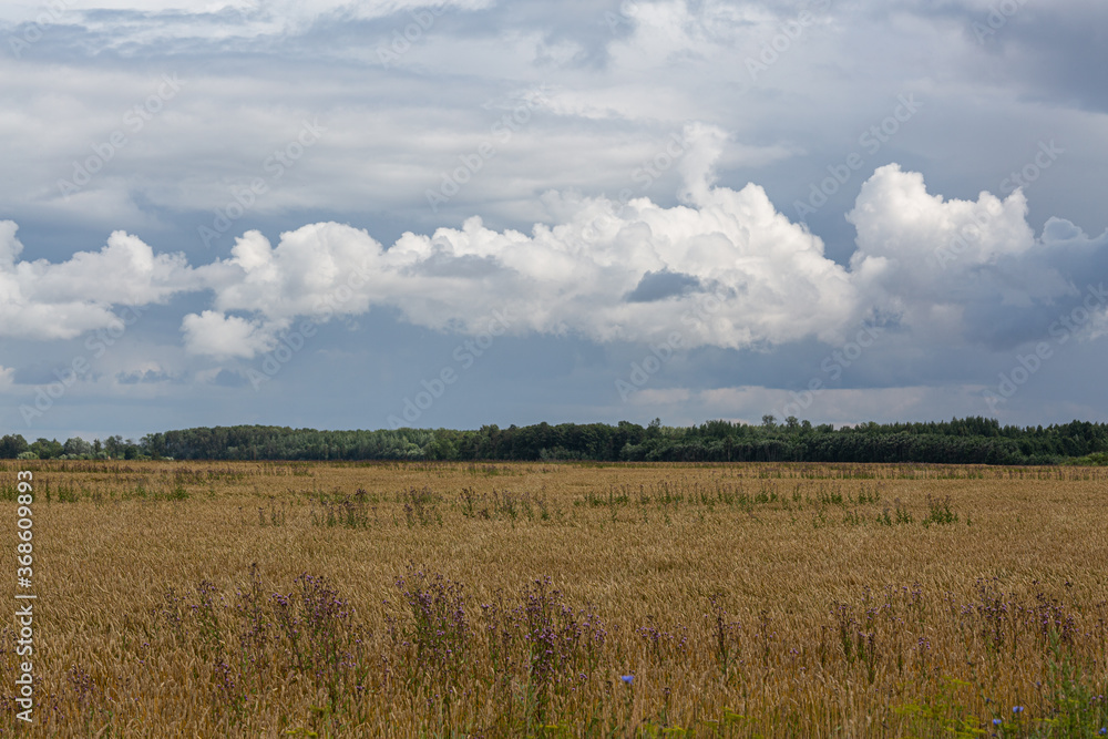summer landscapes with clouds and fields