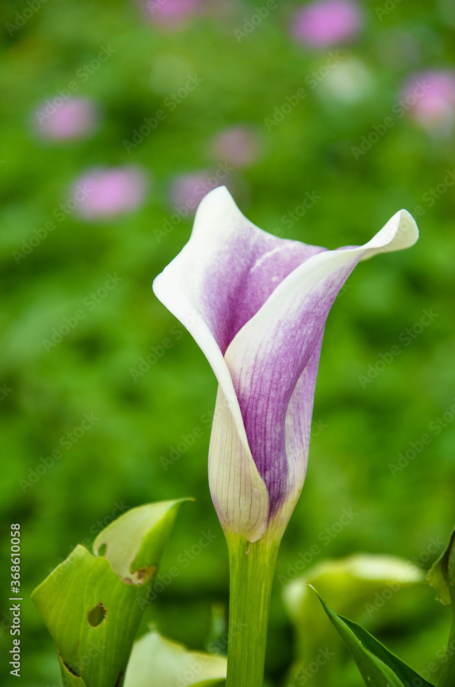 Purple Zantedeschia aethiopica or Calla Lily in the garden. Purple Zantedeschia aethiopica or Calla Lily in the garden.