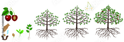 Cycle of growth of a cherry plant is isolated on a white background.