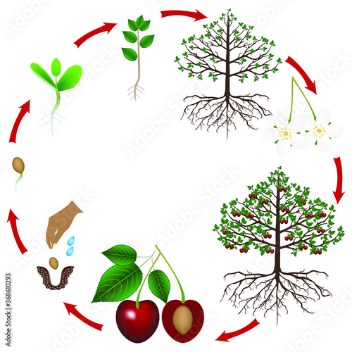 Life cycle of a cherry tree on a white background.