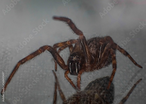 Macro photography of a Jumping Spider Sydney Australia