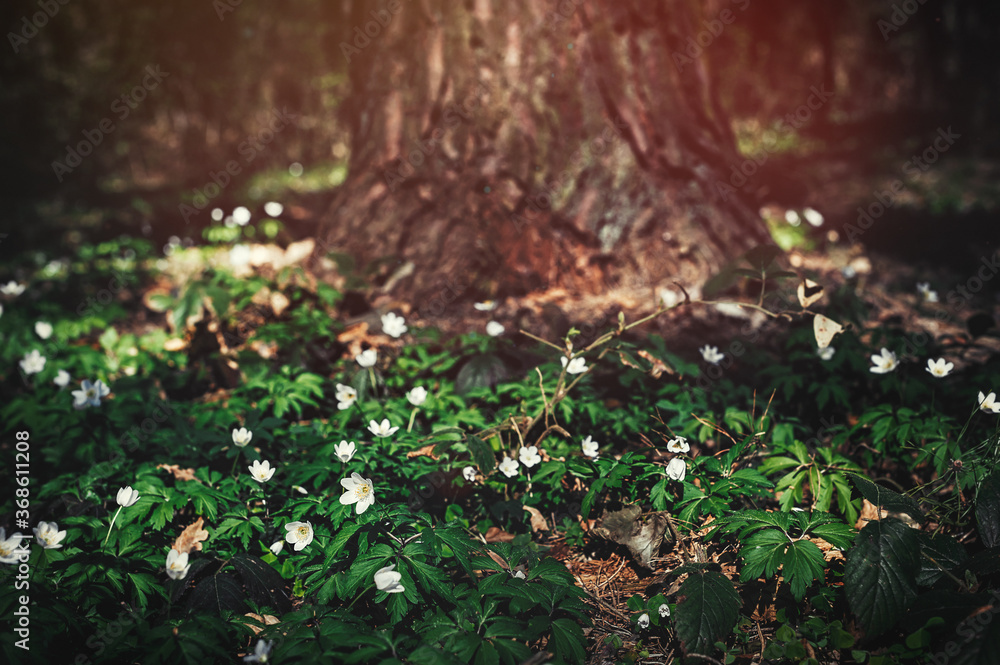 Fototapeta premium Amazing background of the mysterious forest. Selective focus