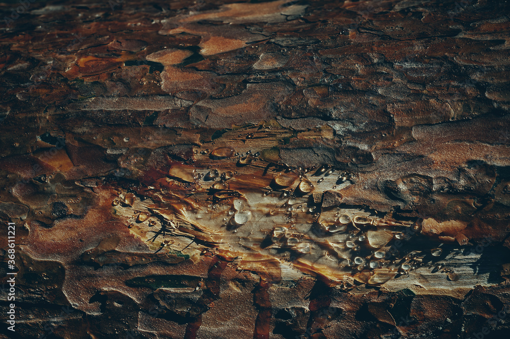 Texture of bark wood used as natural background. Against the background of a tree drops of pine oil. Original wood background.