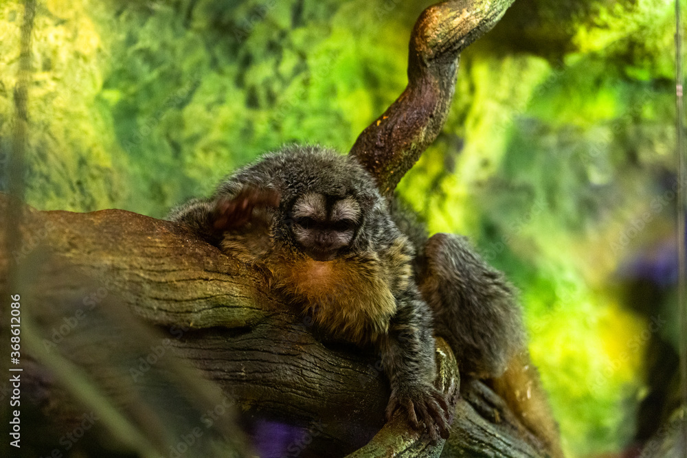 on a wooden sleeping Sloths on a green background