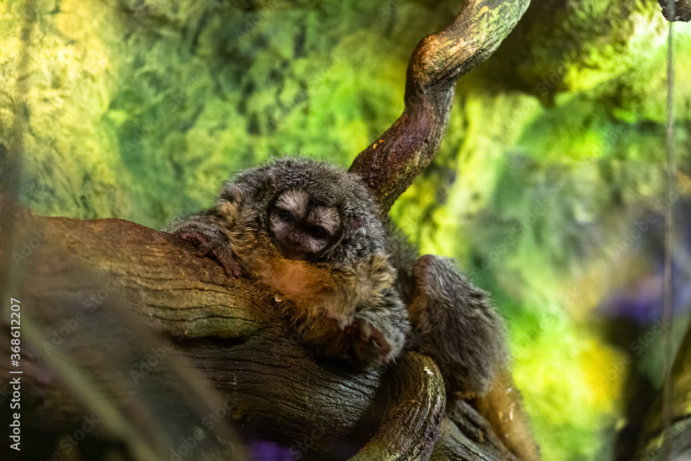 on a wooden sleeping Sloths on a green background on a wooden sleeping Sloths on a green background