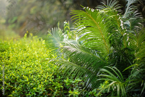 African rainforest jungle  close detail fern plants  shallow depth of field photo  only few leaves in focus