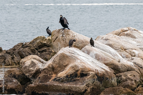 cormorant in the Gulf of Morbihan, Brittany