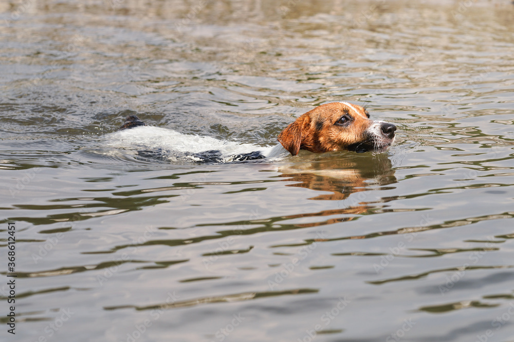 Jack Russell terrier dog swimming in river, only he head and back visible above water Jack Russell terrier dog swimming in river, only he head and back visible above water