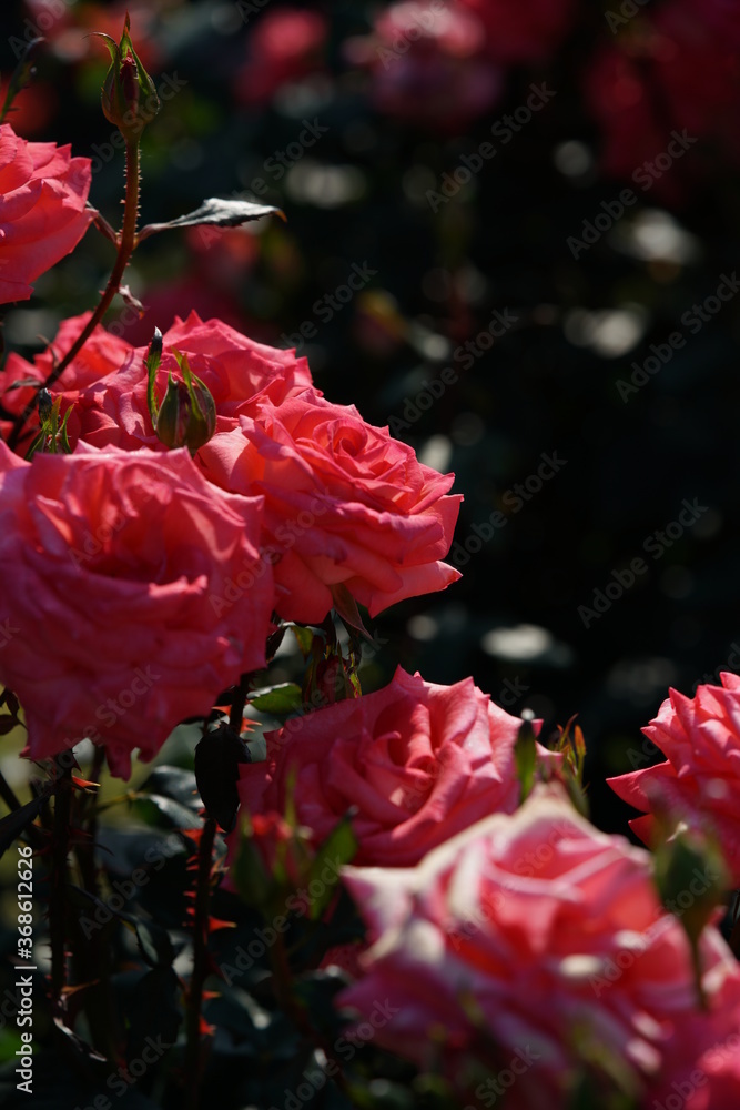 Obraz premium Pink Flower of Rose 'Princess Sayako' in Full Bloom