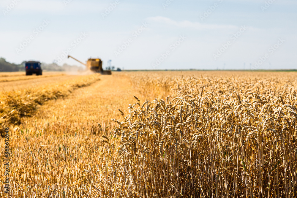 Fototapeta premium Harvesting Wheat in Zeeland, the Netherlands in July 2020