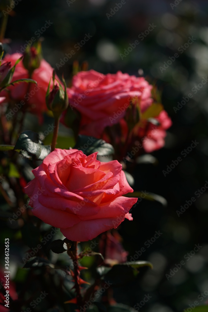 Pink Flower of Rose 'Princess Sayako' in Full Bloom
Pink Flower of Rose 'Princess Sayako' in Full Bloom