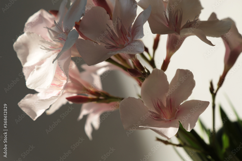 Obraz premium Fiori recisi; oleandri profumati in vaso, dettagli
