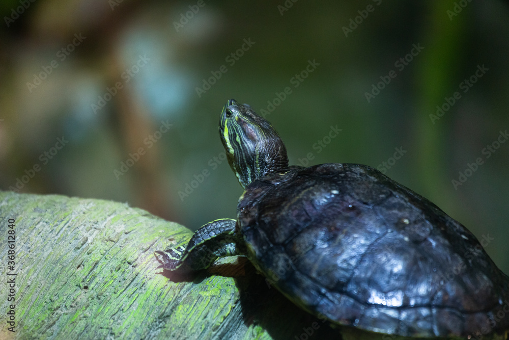 Obraz premium terrestrial turtle